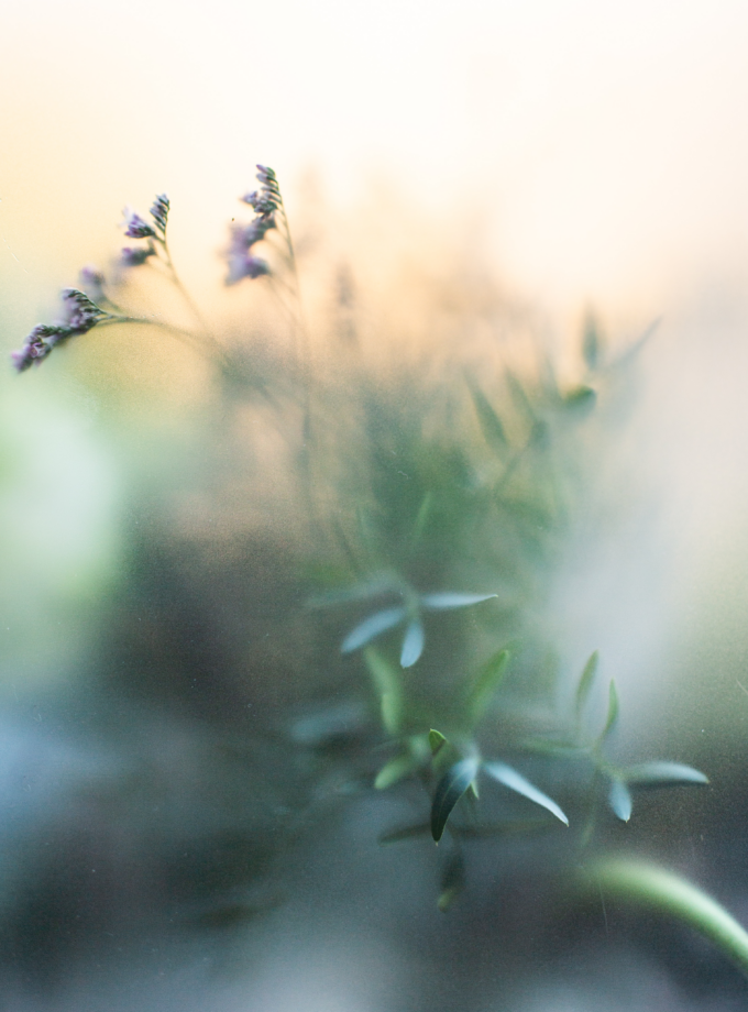 Morning glory