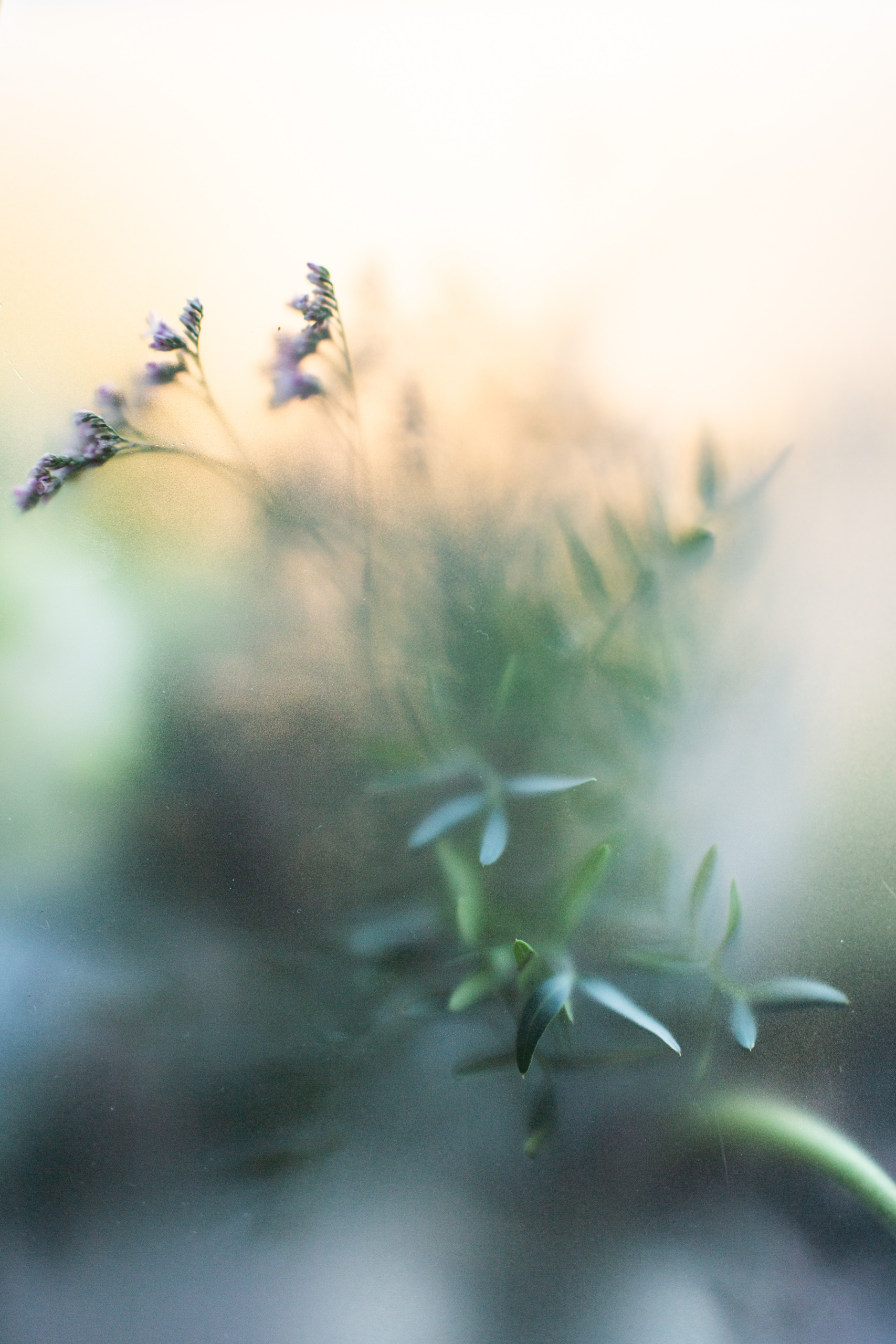 Morning glory