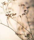 Nature beige