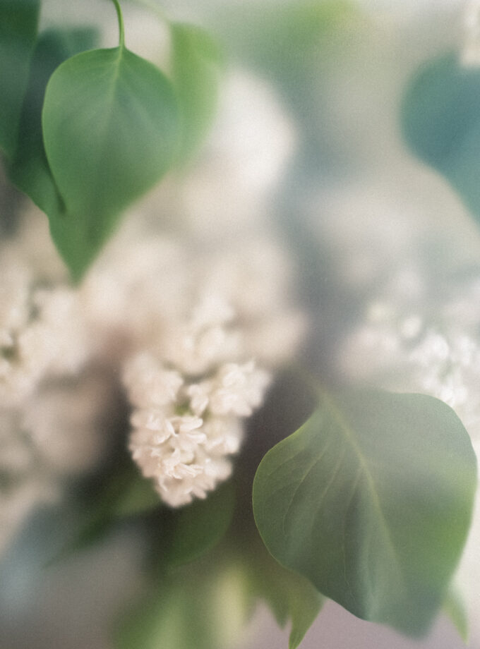Flower misty