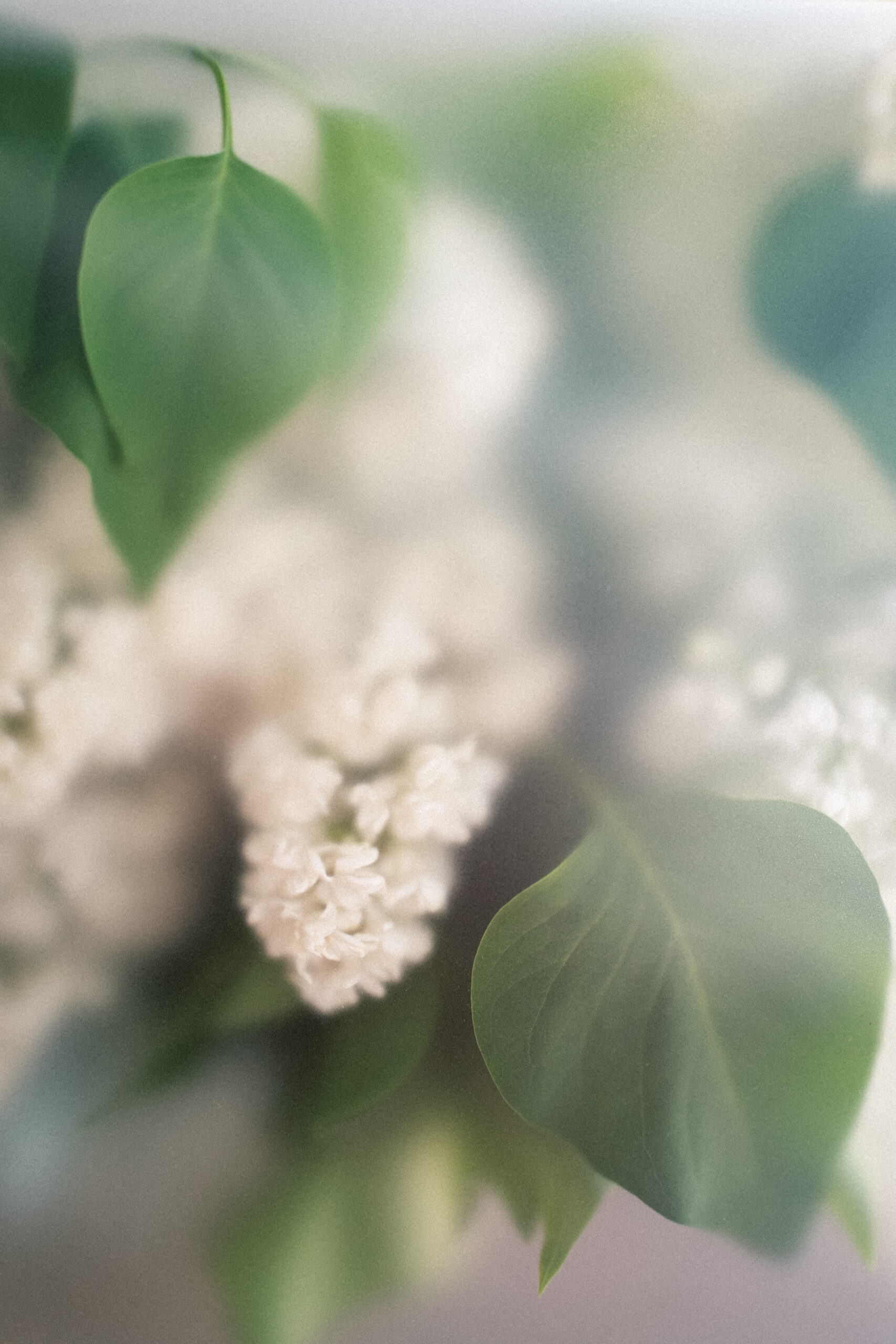 Flower misty