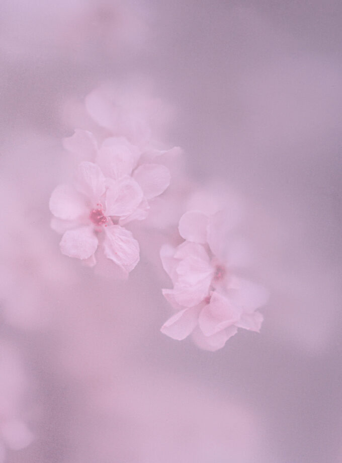 Pink dream