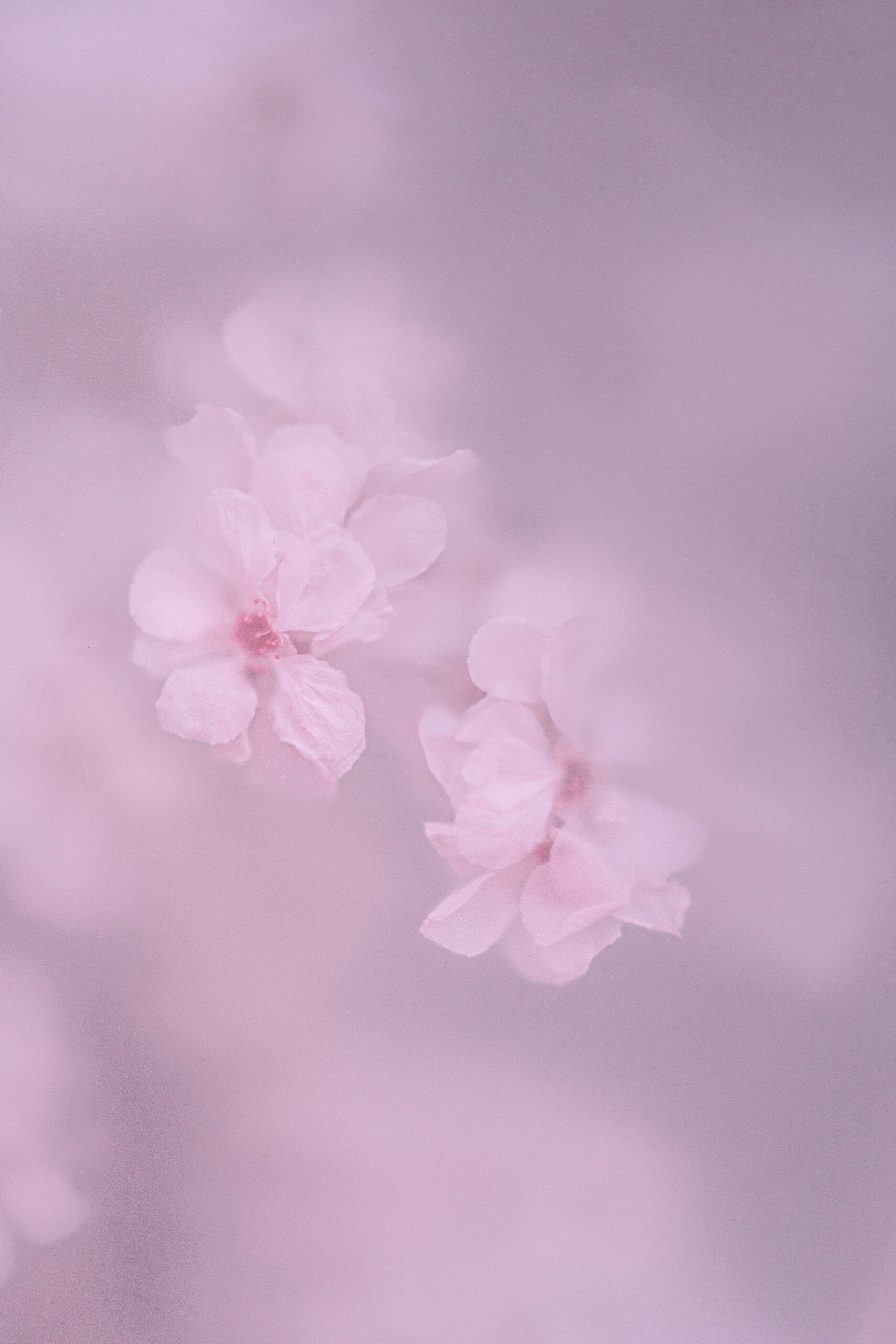 Pink dream