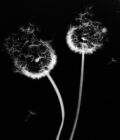Nature wind