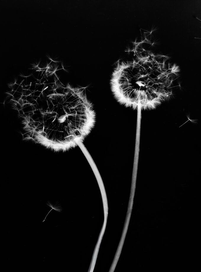 Nature wind