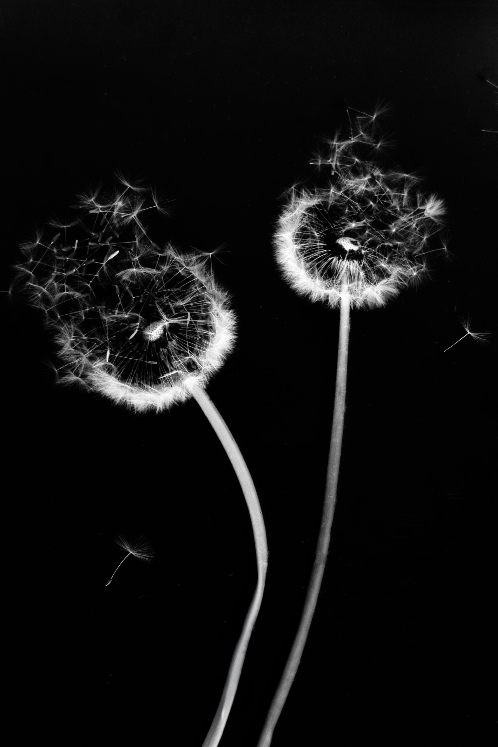 Nature wind